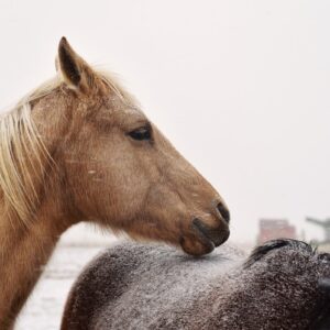 Shop Wyoming Sudden Winter – Photographic print