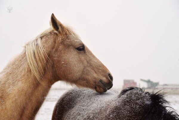 Shop Wyoming Sudden Winter – Photographic print