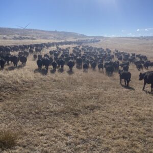 Shop Wyoming Whole Beef