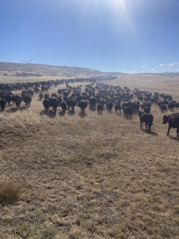 Shop Wyoming Whole Beef