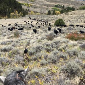 Shop Wyoming Half of a Beef