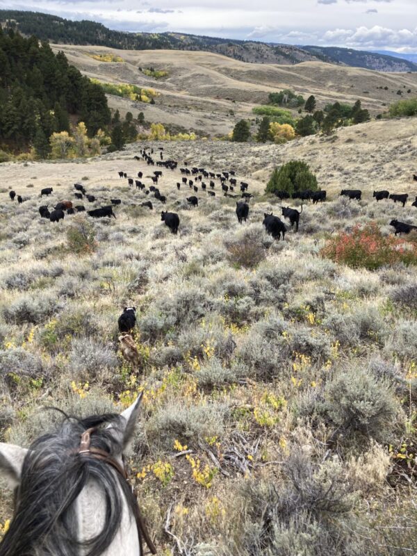 Shop Wyoming Half of a Beef