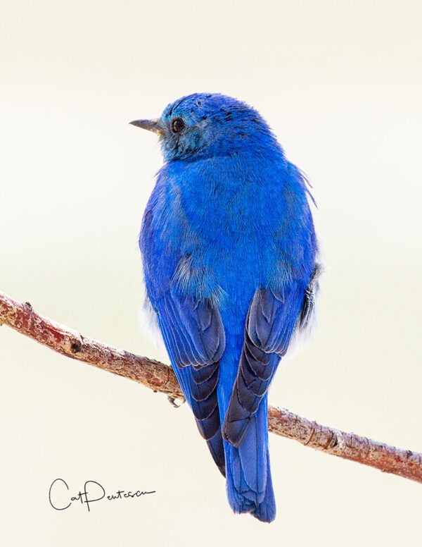 Shop Wyoming Note Cards – MOUNTAIN BLUE