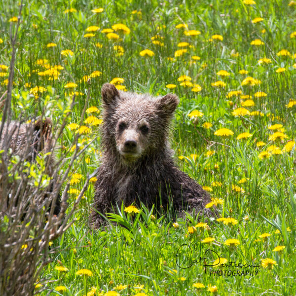 Shop Wyoming BABY BEAR