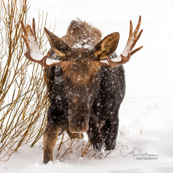 Shop Wyoming HEAD ON