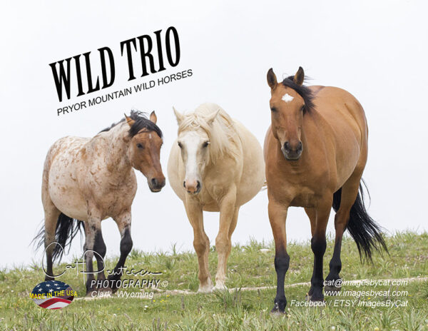 Shop Wyoming Note Cards – WILD TRIO – Thank You Cards