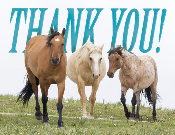 Shop Wyoming Note Cards – WILD TRIO – Thank You Cards