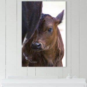 Shop Wyoming BABY MOO