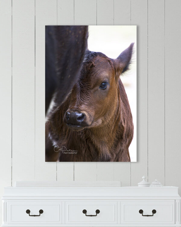 Shop Wyoming BABY MOO