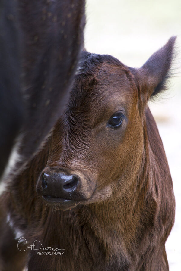 Shop Wyoming BABY MOO