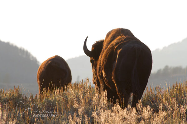 Shop Wyoming INTO THE SUN