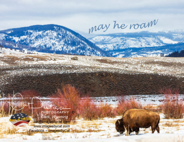 Shop Wyoming Note Cards – MAY HE ROAM