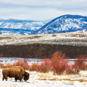 Shop Wyoming Note Cards – MAY HE ROAM