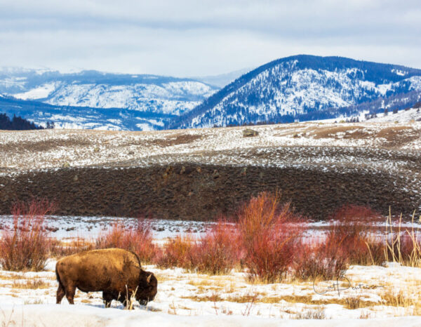 Shop Wyoming Note Cards – MAY HE ROAM