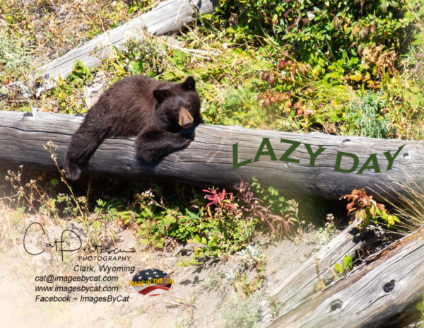 Shop Wyoming Note Cards – LAZY DAY