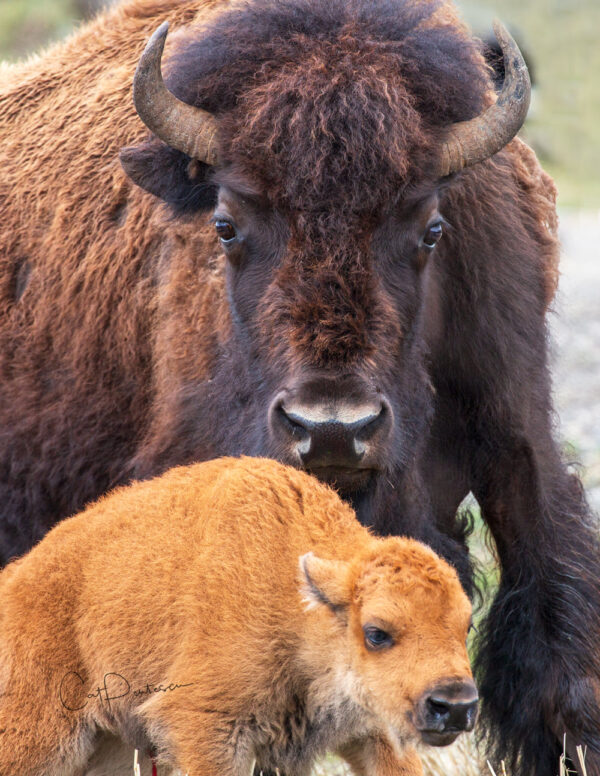 Shop Wyoming Note Cards – PROTECTED