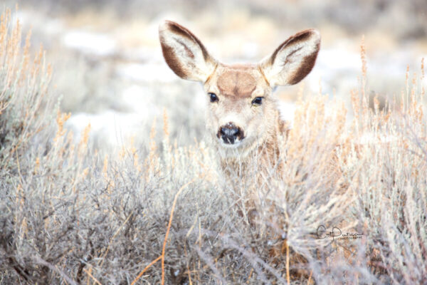 Shop Wyoming INNOCENCE