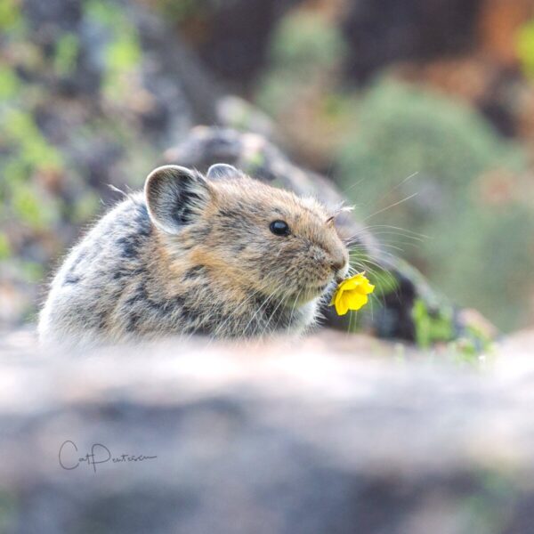 Shop Wyoming PIKA FLOWER