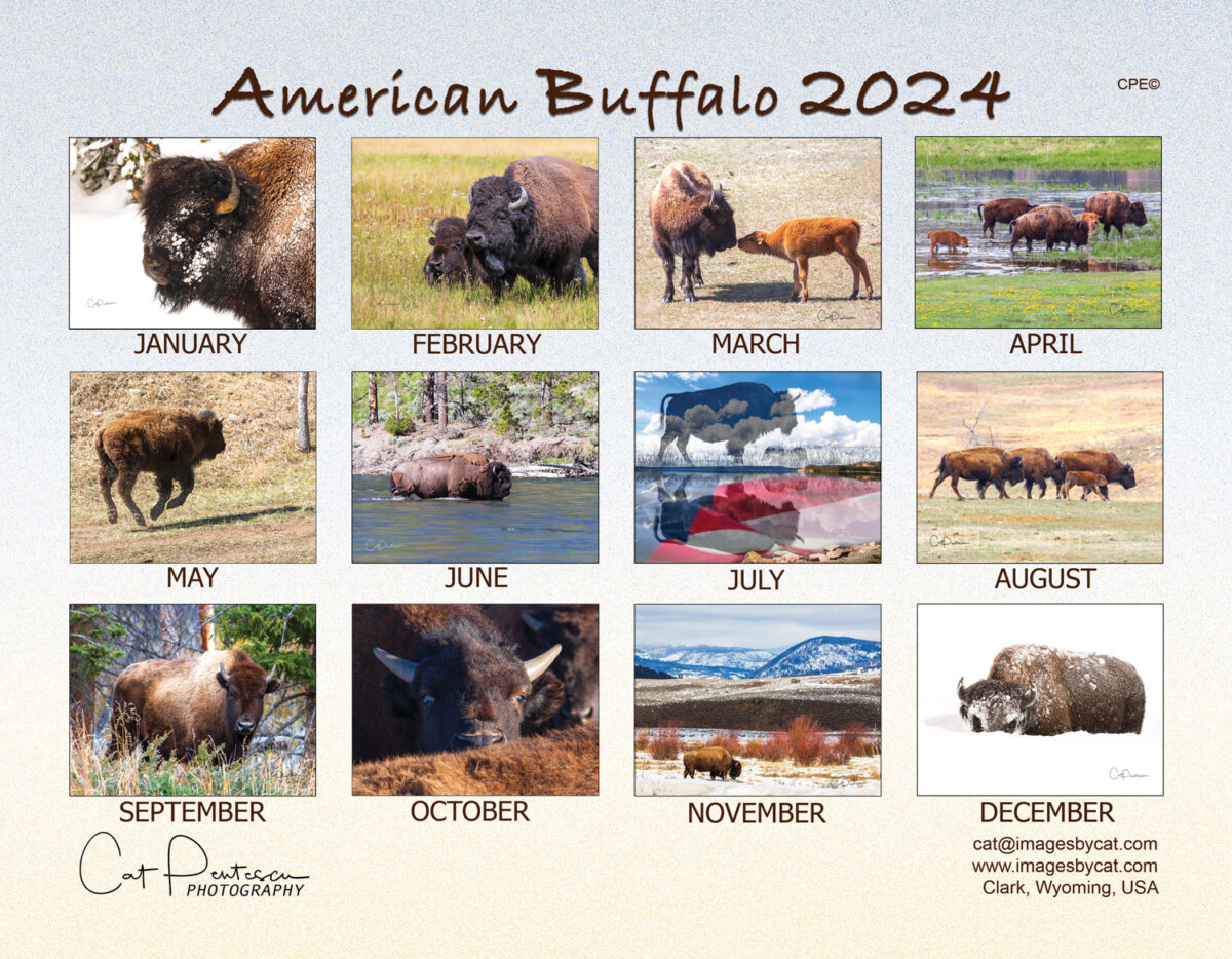 2024 AMERICAN BUFFALO CALENDAR Shop Wyoming