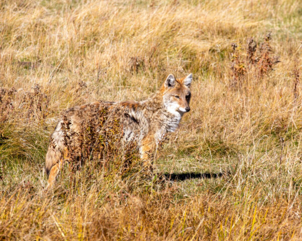 Shop Wyoming THE HUNTER