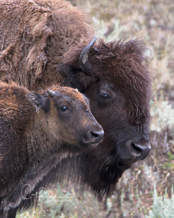 Shop Wyoming BY HER SIDE