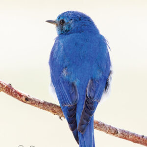 Shop Wyoming Note Cards – MOUNTAIN BLUE