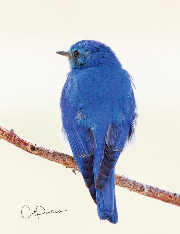 Shop Wyoming Note Cards – MOUNTAIN BLUE