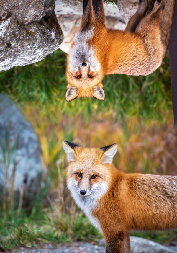 Shop Wyoming FOXY LADY FLOUR SACK TOWEL