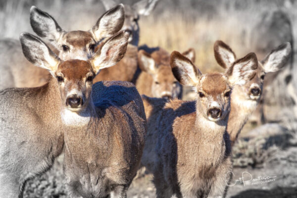 Shop Wyoming ALL TOGETHER