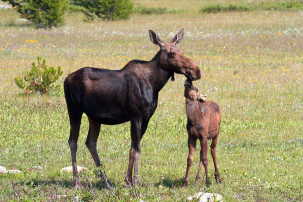 Shop Wyoming KISSES FOR MOM