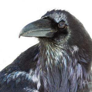 Shop Wyoming Note Cards – RAVING RAVEN