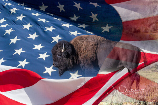 Shop Wyoming AMERICAN
