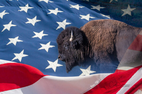 Shop Wyoming AMERICAN