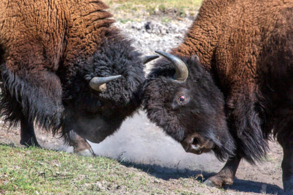 Shop Wyoming HEAD TO HEAD