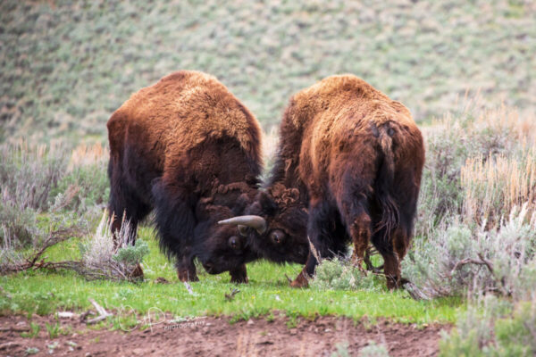 Shop Wyoming PUSH AND SHOVE