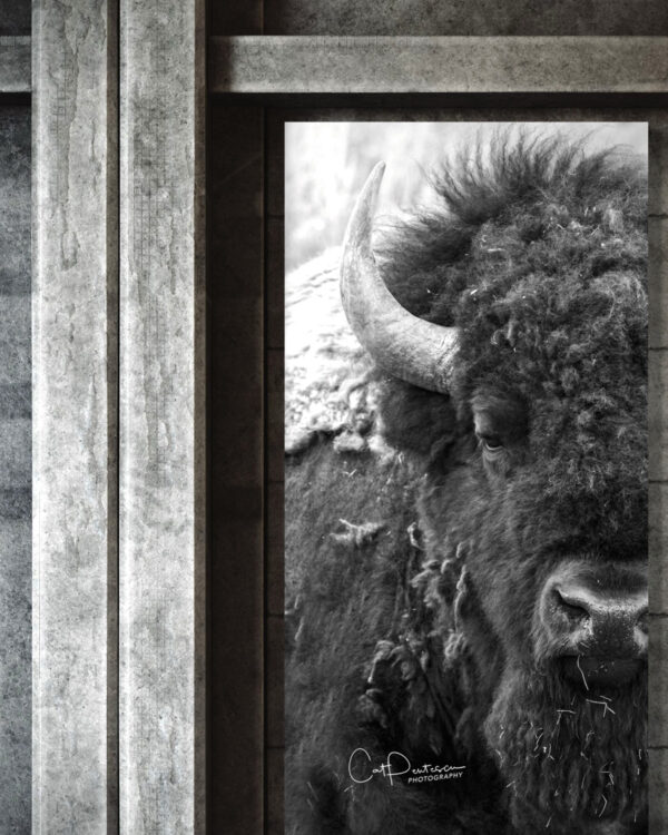 Shop Wyoming FACE IT