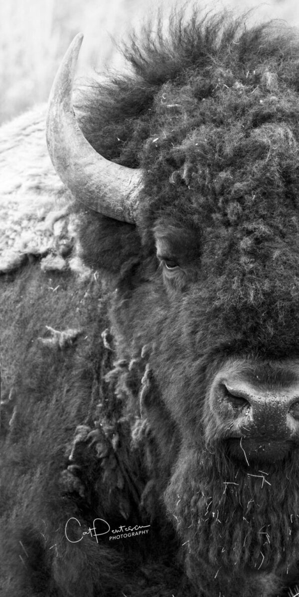 Shop Wyoming FACE IT