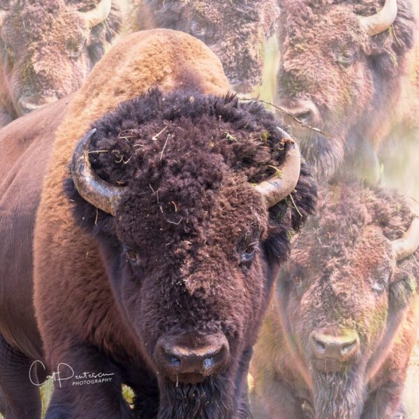 Shop Wyoming POWERFUL SPIRIT