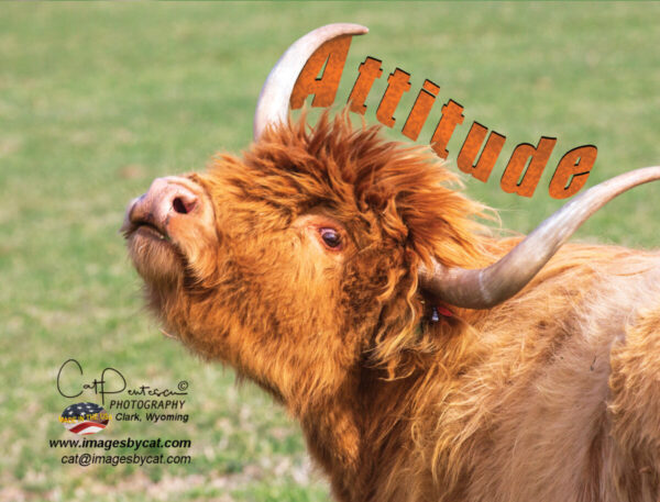 Shop Wyoming Note Cards – ATTITUDE