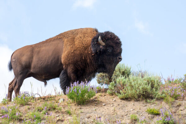 Shop Wyoming MOUNTAIN TOP