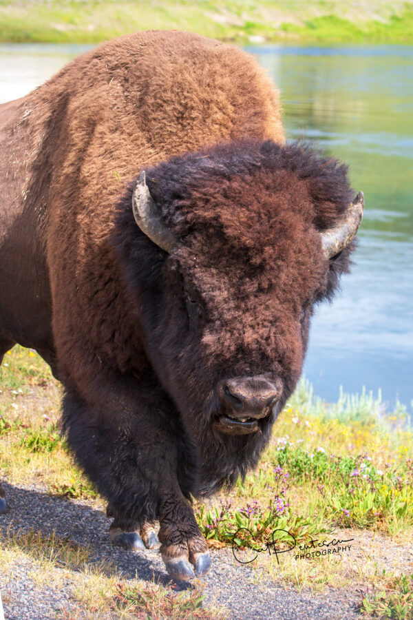 Shop Wyoming ONE HOOF AT A TIME
