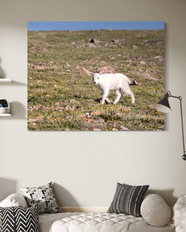 Shop Wyoming MOUNTAIN KID