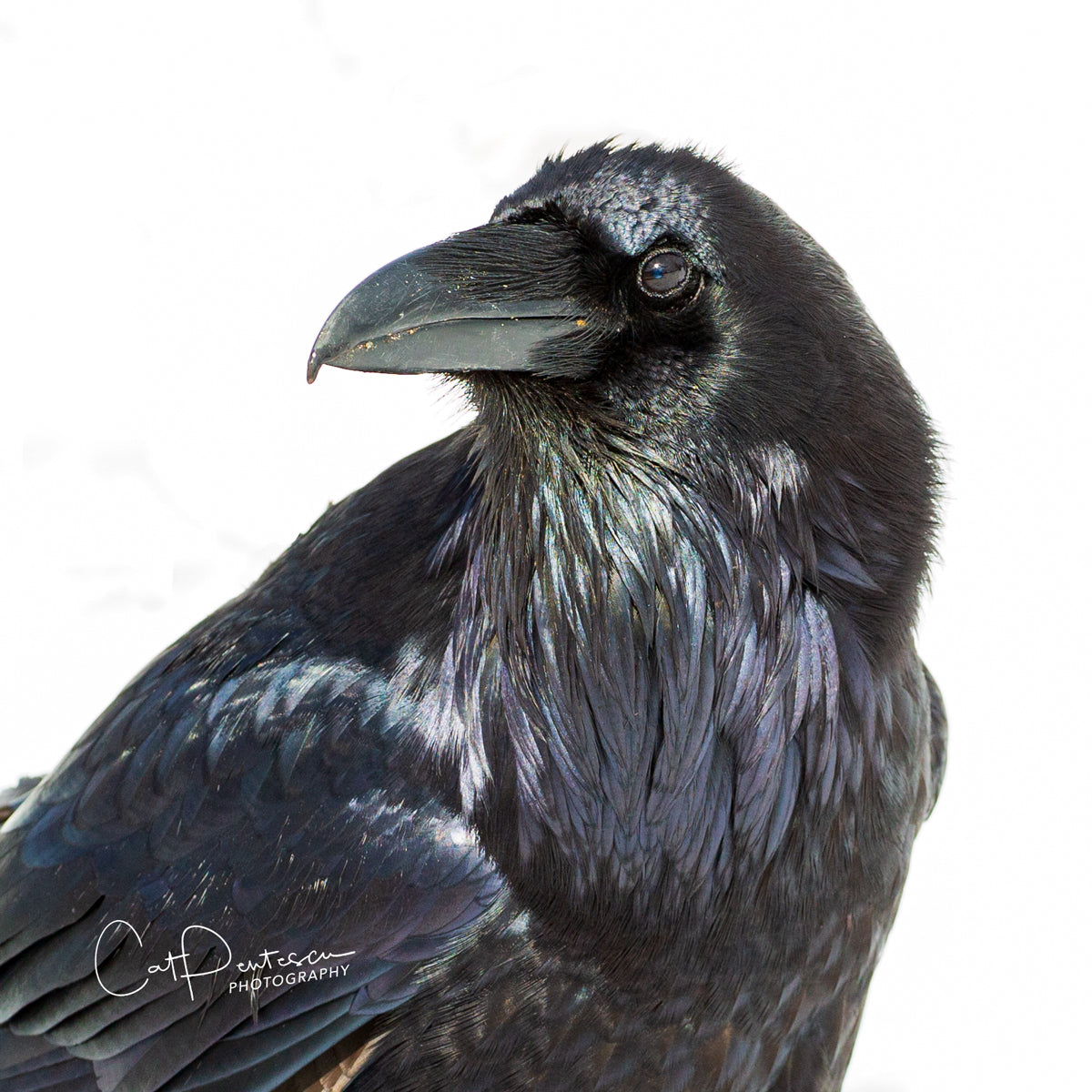 Shop Wyoming THE RAVEN Shop Wyoming THE RAVEN