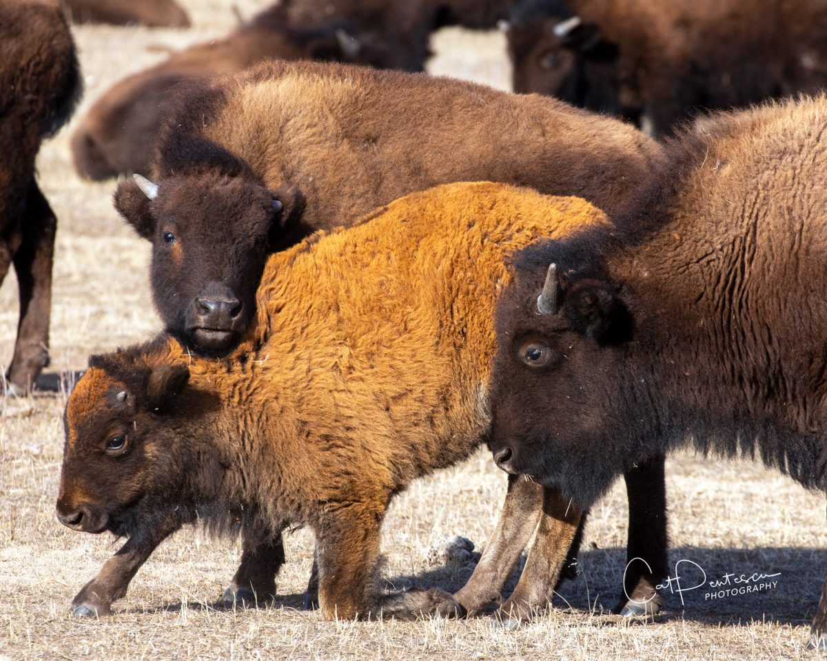 Shop Wyoming THE PILE UP Shop Wyoming THE PILE UP